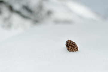 pine cone on a wooden background