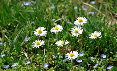 Lovely daisy in the meadow with green grass background