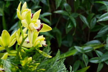 Yellow Cymbidium orchids, commonly known as boat orchids