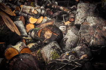 Freshly cut pile of logs.