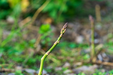 Single asparagus on soil ready to harvest with room for copy space,