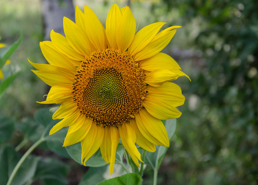 yellow sunflower flower on a background of green leaves, warm summer day