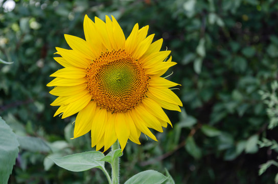 yellow sunflower flower on a background of green leaves, warm summer day