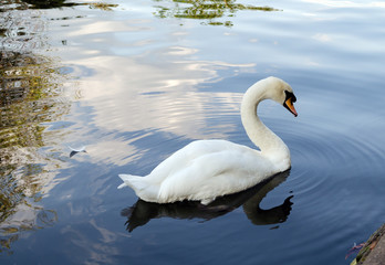 Fototapeta premium white swans, wild birds swim in the pond in the park