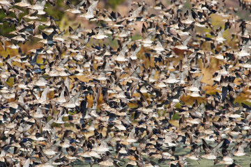 Big flock of Bar-tailed godwit in flight, New Zealand