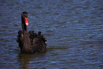 Black swan in water, New Zealand