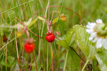 ripe red juicy sweet berry of wild strawberry field close-up, forest berries