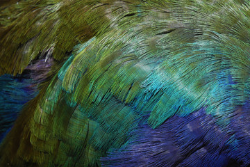Colorful plumage of Takahe, endemic New Zealand bird