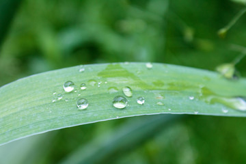 rain and dew drops on leaves and flowers close-up macro, rainy weather, weather forecast, rain forecast