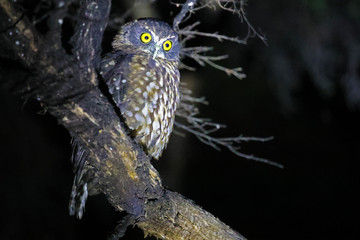 Morepork, owl of New Zealand