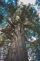Wide angle tree umbrella