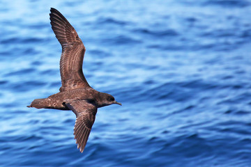 Short-tailed shearwater in flight off the coast of New Zealand