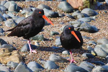 Two variable oystercatchers in New Zealand