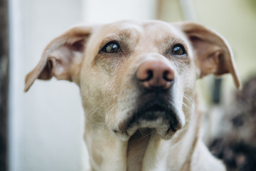 Dog face of labrador