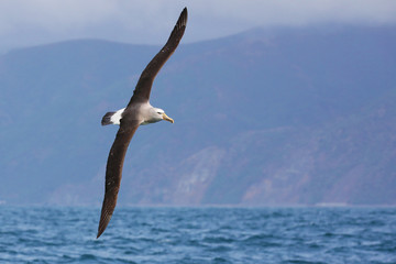 Fototapeta premium White-capped albatross flying close to New Zealand coast
