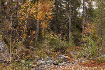 Autumn forest at Forsaleden Waterfalls in Sweden