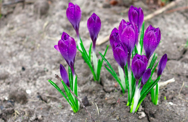 Crocus flowers are purple. Hello spring