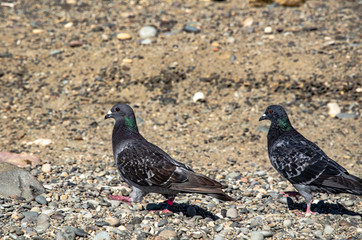 Pigeons seek food on the beach. Travel and adventure.