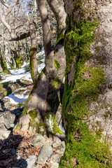Green moss grows on a tree close-up