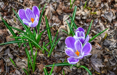 Signs of spring, purple and white crocuses blooming up through deal fall leaves