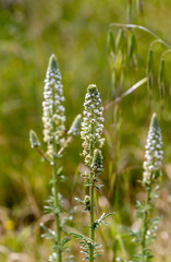 The plant (Reseda alba) grows close-up in the forest