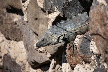 Mexican Spiny Tail Iguana on a stone wall.