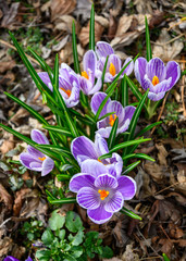 Signs of spring, purple and white crocuses blooming up through deal fall leaves