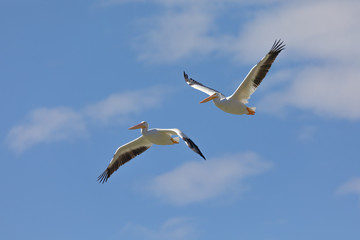 White Pelicans flying over Lake Chapala, Jalisco, Mexico.