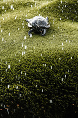 Żółw na trawie - obrazy, fototapety, plakaty
