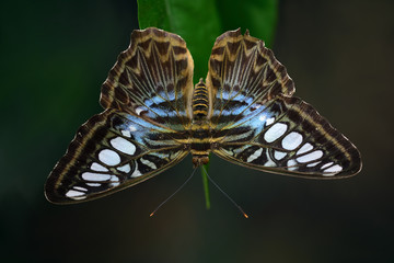 A tropical butterfly with wings spread, a clipper or parthenos sylvia m, against a green background