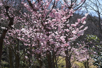 Spring photo material / landscape with cherry trees.