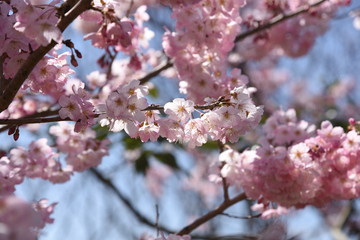 Spring photo material / landscape with cherry trees.