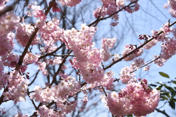Spring photo material / landscape with cherry trees.
