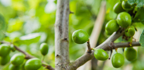 Prunus domestica -  green plum fruit on the branches in plum orchard.