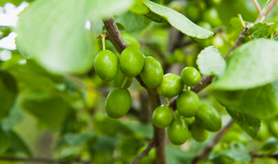 Prunus domestica -  green plum fruit on the branches in plum orchard.