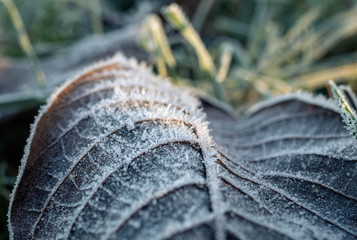 close up of a tree leaf with frost. snow and frost in winter. frosted leaf