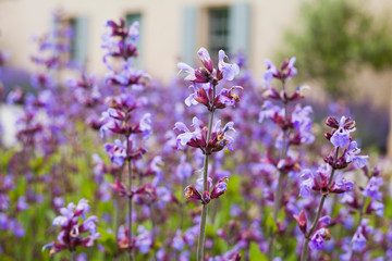 Obraz premium Catnip - Herbal and Medicinal plants Garden.