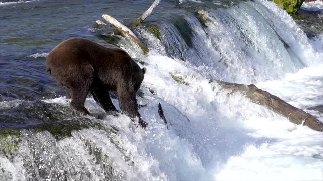 Young grizzly bear catches salmon on falls slow motion