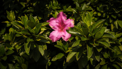 pink flower