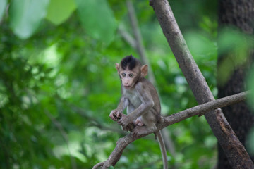 可愛いサル　