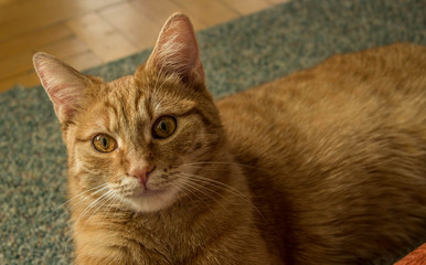 Naklejka na ściany i meble Red cat with big eyes. Domestic cat. Posh cat. In the light of the sun. Background.