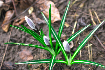 Crocus flowers in buds. Hello spring