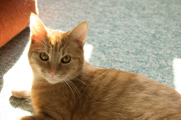 Red cat with big eyes. Domestic cat. Posh cat. In the light of the sun. Background.