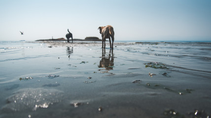 Fototapeta na wymiar Dogs at beach