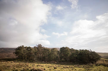 conjunto de arboles en irlanda