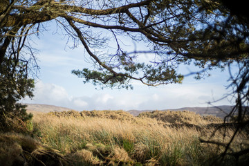 arbol como nube en irlanda 