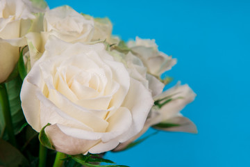 Many white roses on a blue background
