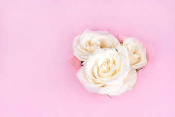 White roses through torn paper on a pink background