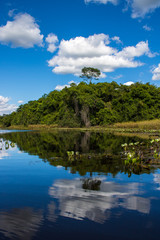 Lonely tree with reflection in Pantanal de Marimbus