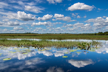 Reflection in Pantanal de Marimbus Chapada Diamantina